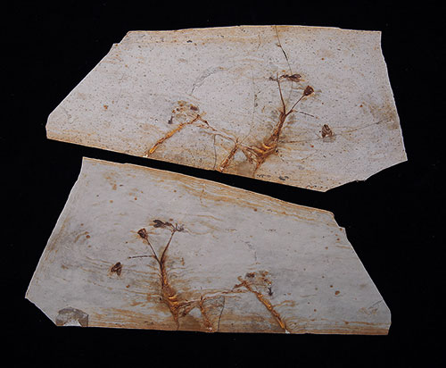 中国宣州魚化石 神似表情包!中国江西首次发现4.38亿年前古鱼化石,为最古老的真